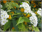 foto Fiori